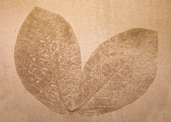 Imprint leaf on cement floor background — Stock Photo, Image