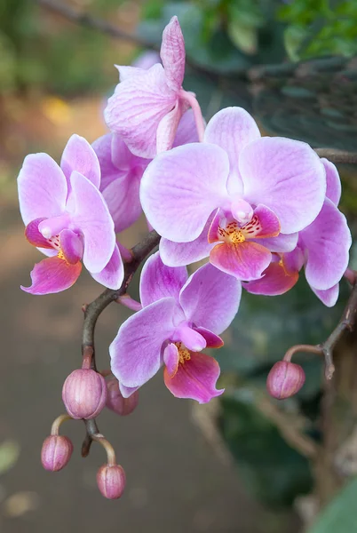 Verse paarse orchid — Stockfoto