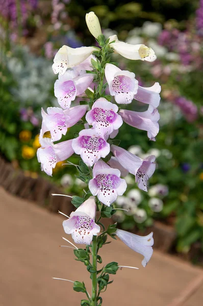 Beau fond de fleur — Photo