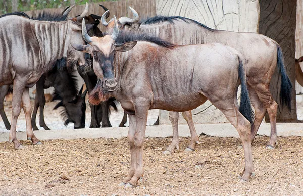 Młody bawół w zoo — Zdjęcie stockowe