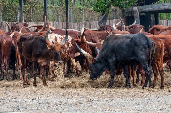 Búfalo selvagem no zoológico — Fotografia de Stock