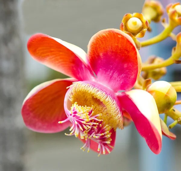 Closeup of Cannonball flower — Stock Photo, Image