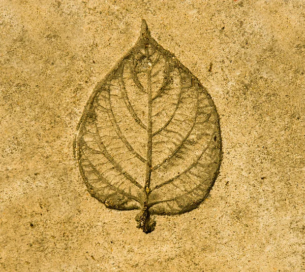 Imprint leaf on cement floor background — Stock Photo, Image