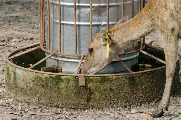 Feeder water for deer — Stock Photo, Image