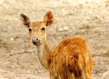 Genç geyik çiftliği