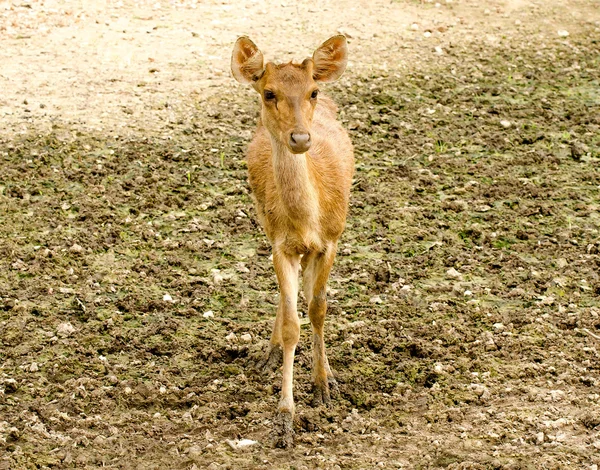 Jeunes cerfs dans la ferme — Photo