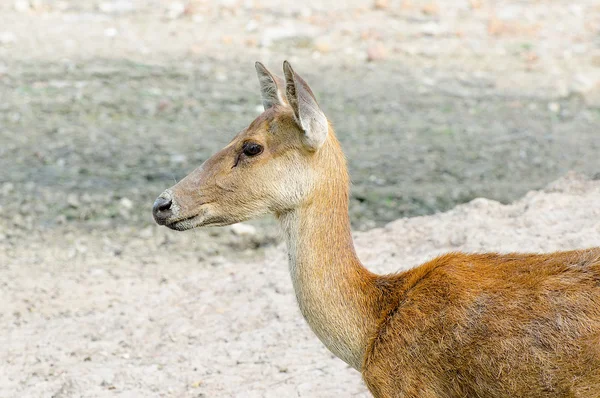 Young deer in farm — Stock Photo, Image