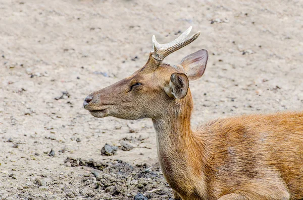 Young deer in farm — Stock Photo, Image