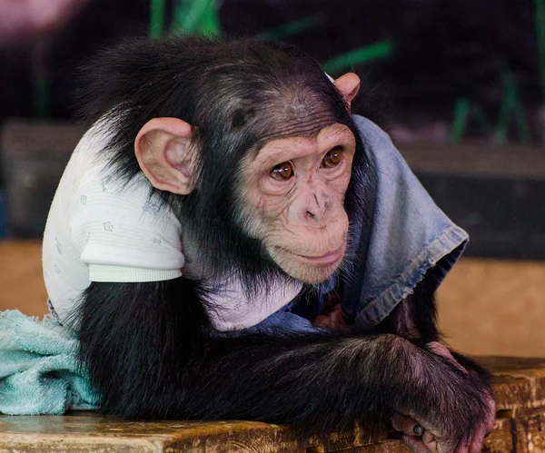 Jonge chimpansee — Stockfoto