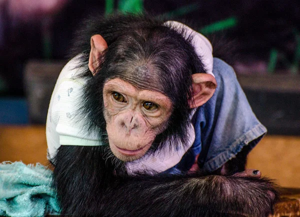 Young chimpanzee