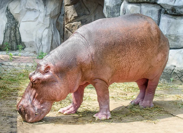 Roze nijlpaard in dierentuin — Stockfoto