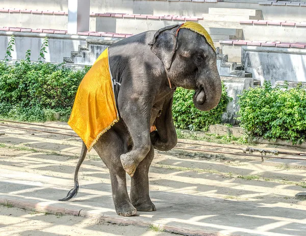 Elefante joven de pie en el suelo —  Fotos de Stock