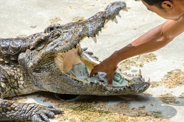 SAMUTPRAKARN, THAILAND-OCTOMBRIE 27: spectacol de crocodil la crocodil fa — Fotografie, imagine de stoc