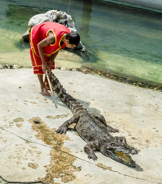 SAMUTPRAKARN, THAILANDIA-OTTOBRE 27: spettacolo di coccodrilli al coccodrillo fa — Foto Stock
