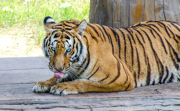 Big tiger in zoo — Stock Photo, Image