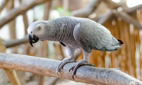 Piękny szary papuga — Zdjęcie stockowe