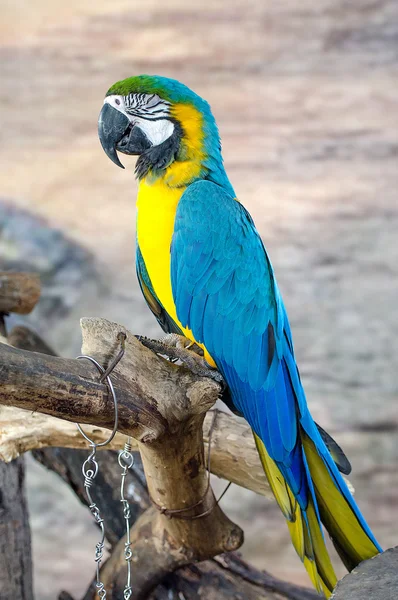 Beautiful of macaw — Stock Photo, Image