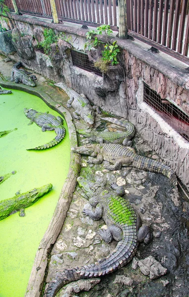 Krokodil im Zoo — Stockfoto