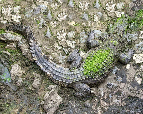 Крокодил у зоопарку — стокове фото