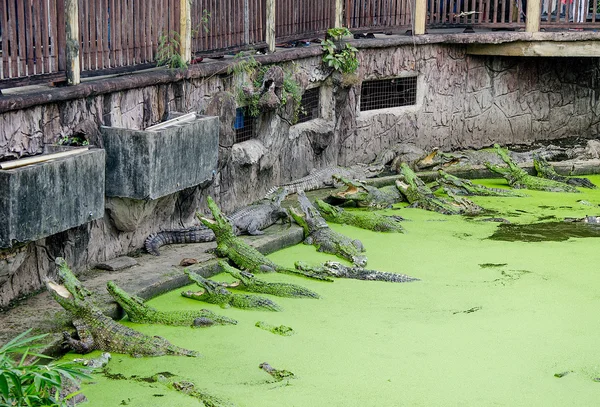 Crocodile pond — Stock Photo, Image