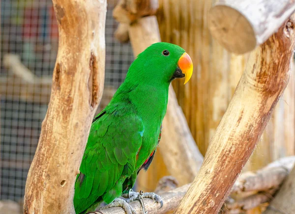 Bonito de papagaio verde — Fotografia de Stock