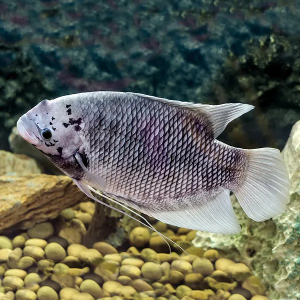 Bela tilápia peixe no tanque de água — Fotografia de Stock