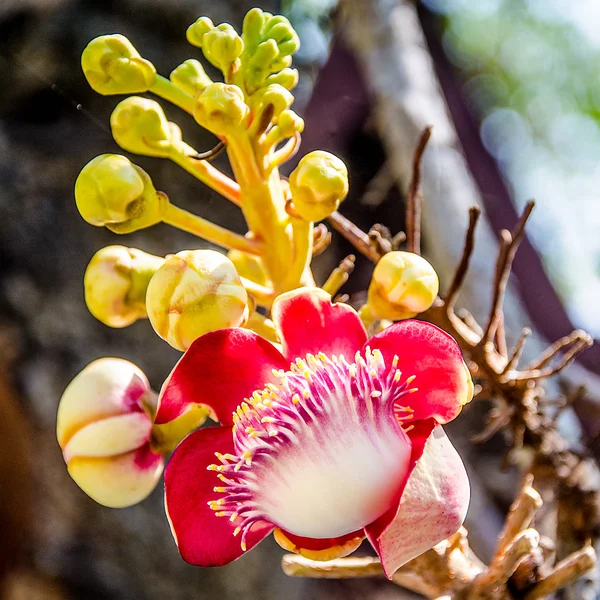 Closeup of Cannonball flower — Stock Photo, Image