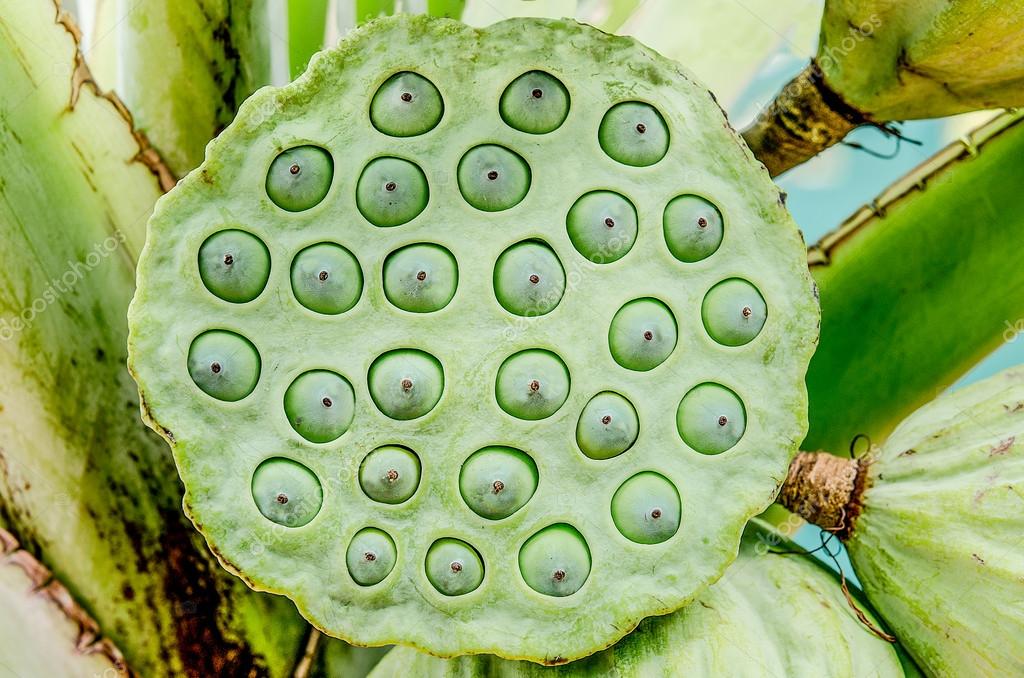 Close up of lotus seeds — Stock Photo © cbenjasuwan #35161917