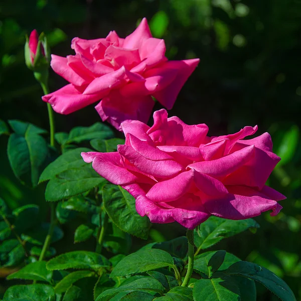 Beautiful pink rose — Stock Photo, Image