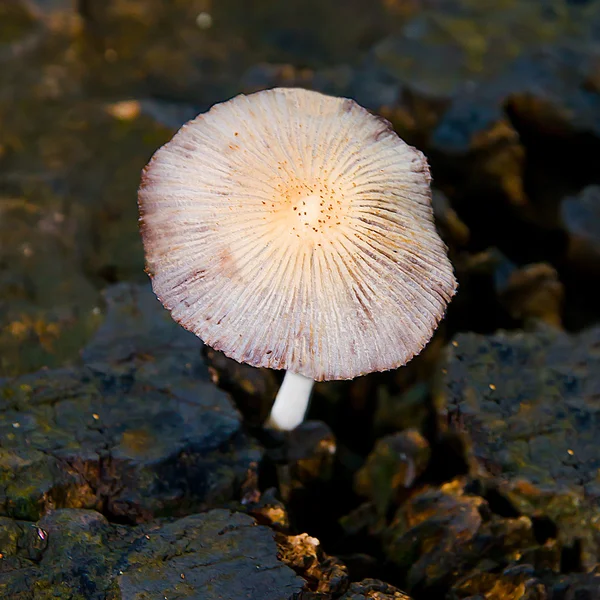 Primo piano del fungo selvatico — Foto Stock