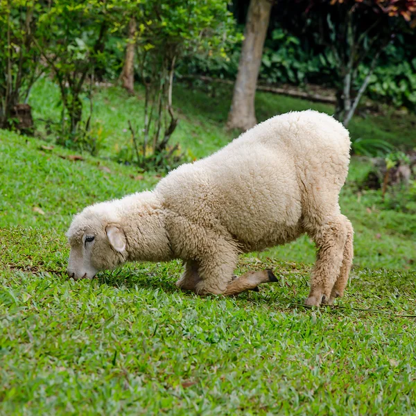 農場で子羊をストレッチ — ストック写真