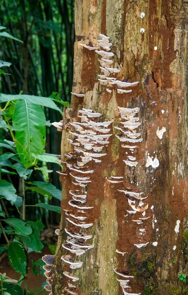 Cogumelo selvagem na floresta — Fotografia de Stock