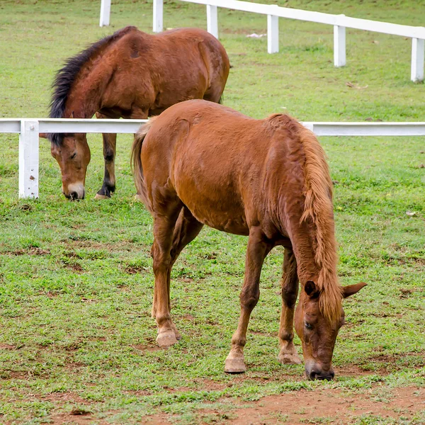 Unga hästen äta gräs i gård — Stockfoto
