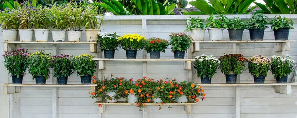 Blumen im Garten Topf auf Stufe Holzwand — Stockfoto