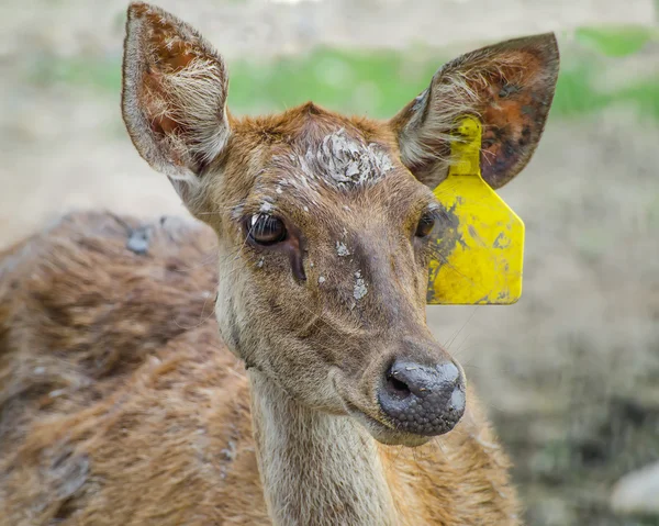 Young deer in farm — Stock Photo, Image