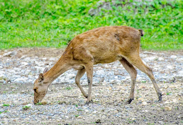 Young deer in farm — Stock Photo, Image