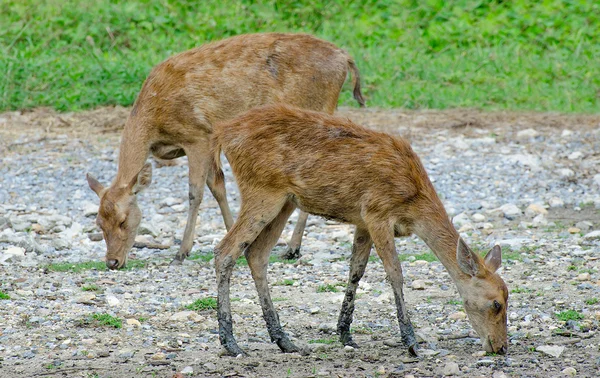 ファーム内の若い鹿 — ストック写真