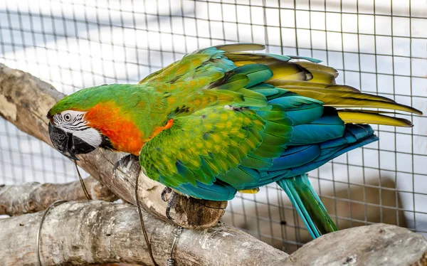 Beautiful of macaw — Stock Photo, Image