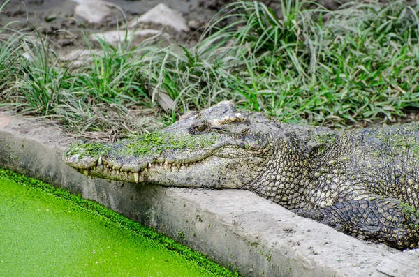 Beautiful of crocodile — Stock Photo, Image