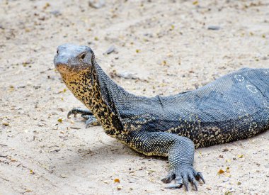 Varanus salvator kertenkele