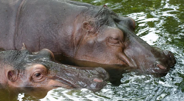 Ippopotamo madre con bambino allo zoo — Foto Stock