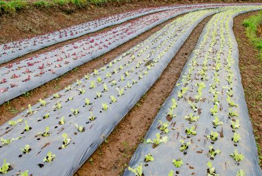 çiftlikte büyüyen marul bitkilerin satırları
