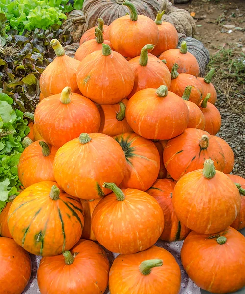 Colorful of pumpkin in the market — Stock Photo, Image