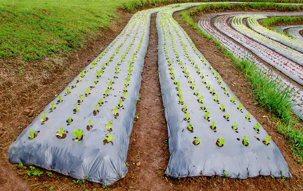 Rangées de laitues cultivées à la ferme — Photo