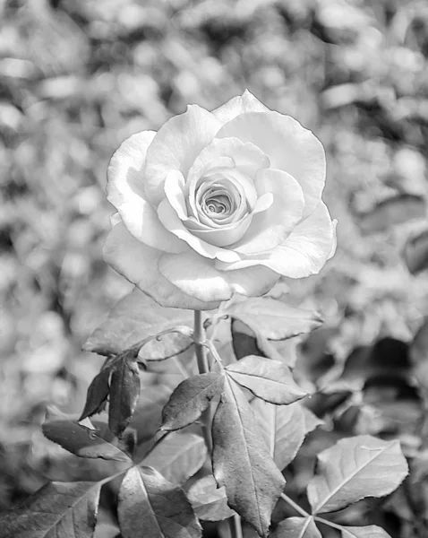 Hermosa vista Rosa en blanco y negro en el jardín —  Fotos de Stock