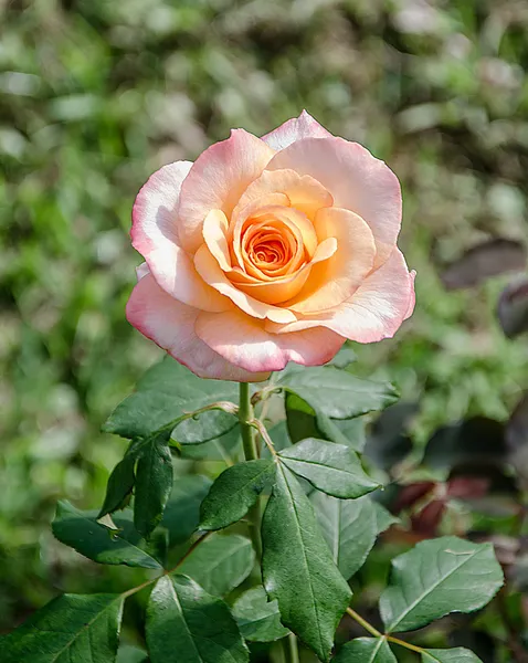 Belle rose orange dans le jardin — Photo