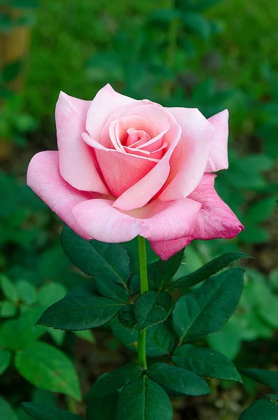 Vacker rosa ros i trädgården — Stockfoto