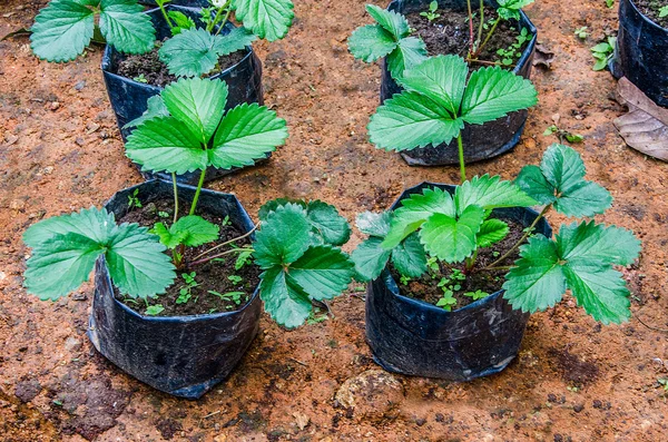 使い捨てプラスチック植木鉢でブドウの苗 — ストック写真