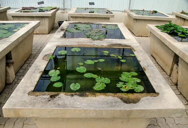 Green house of lotus — 스톡 사진