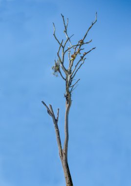 Deadwood mavi gökyüzü arka plan üzerinde